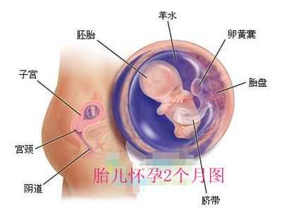 福建谁想找代生_保胎小贴士：怀孕2个月准妈妈们要注意些什么